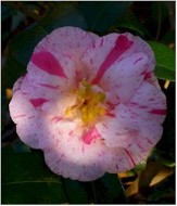 Carter's Sunburst Camellia, Camellia japonica 'Carter Sunburst'